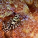 shrimp_coleman_bhr_tam_h_0537_bal6493.jpg